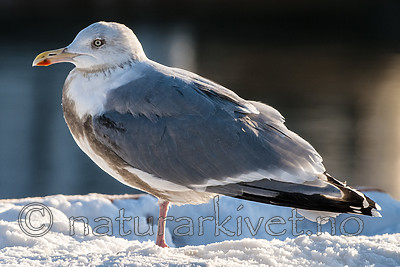 BB 10 0492 / Larus argentatus / Gråmåke